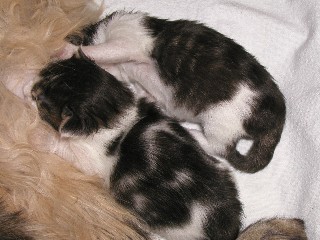 2_Kitten_15_1_10