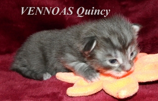 Quincy 1  21082015